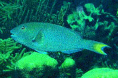 Yellowtail (Redfin) Parrotfish