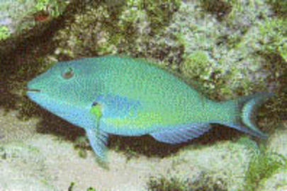 Redtail Parrotfish