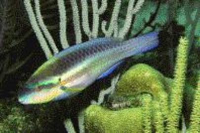Striped Parrotfish