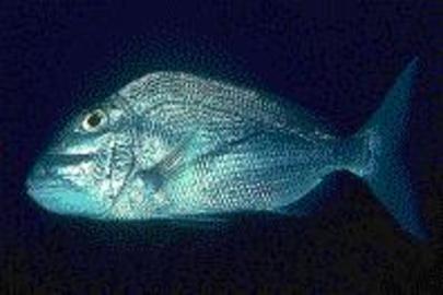 Jolthead Porgy