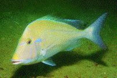 Littlehead Porgy