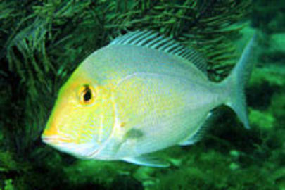Saucereye Porgy
