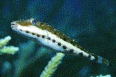 Bandtail Puffer