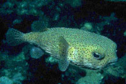 Porcupinefish