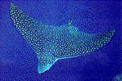 Spotted Eagle Ray
