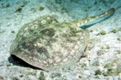 Yellow Stingray
