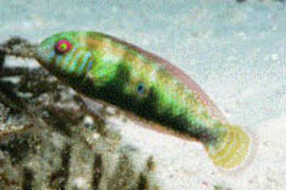 Green Razorfish