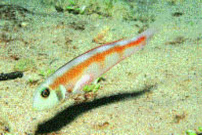 Rosy Razorfish