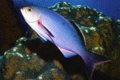 Creole-fish