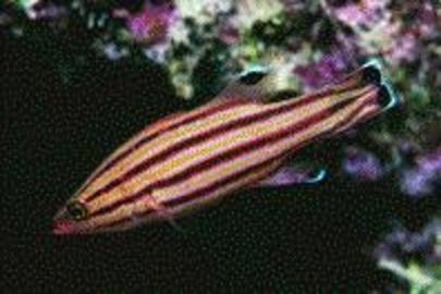 Peppermint Basslet