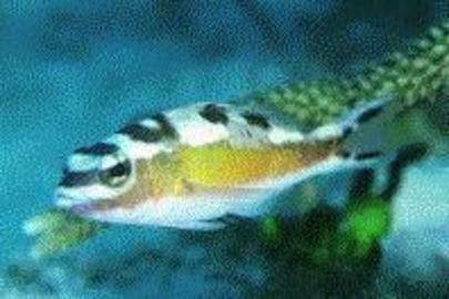 Tobaccofish