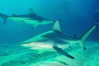 Blacktip Shark