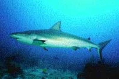 Reef Shark