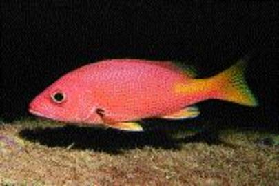 Blackfin Snapper