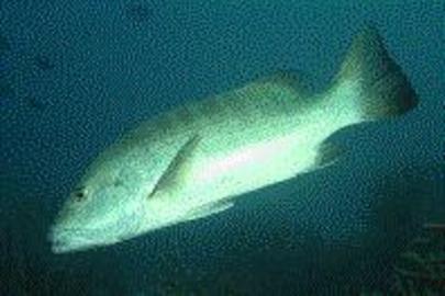 Cubera Snapper