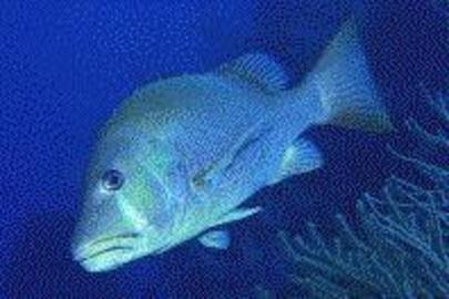 Dog Snapper