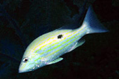 Lane Snapper