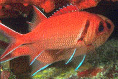 Blackbar Soldierfish