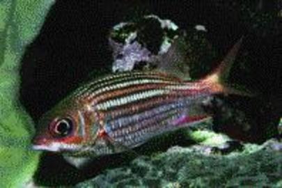 Dusky Squirrelfish
