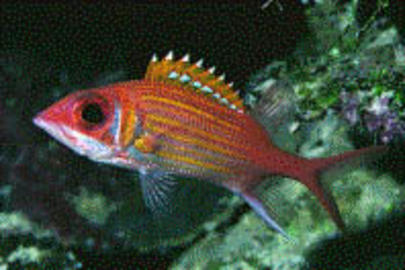Longjaw Squirrelfish