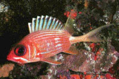 Longspine Squirrelfish