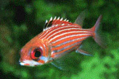 Reef Squirrelfish