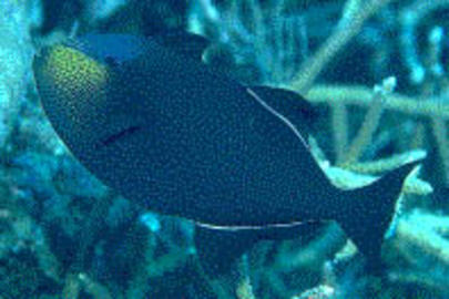 Black Durgon
