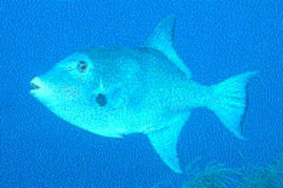 Ocean Triggerfish