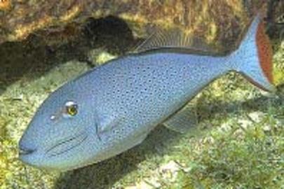 Sargassum Triggerfish