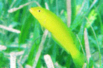 Blackear Wrasse