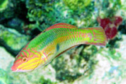 Clown Wrasse