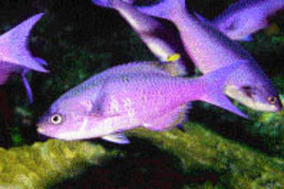 Creole Wrasse
