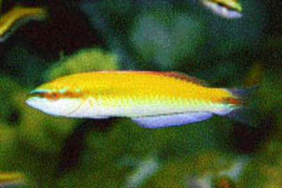 Rainbow Wrasse