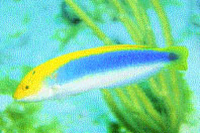Yellowcheek Wrasse