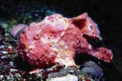Longlure Frogfish