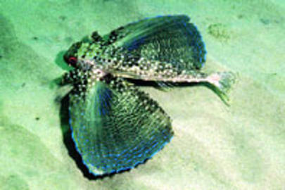 Flying Gurnard