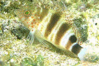 Redspotted Hawkfish