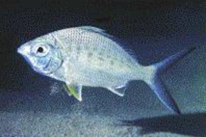 Yellowfin Mojarra