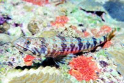 Sand Diver