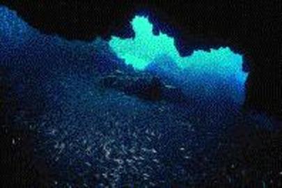 Silversides, Herrings, Anchovies