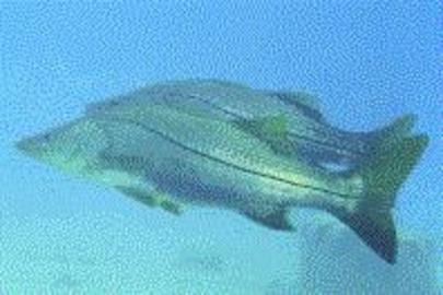 Common Snook