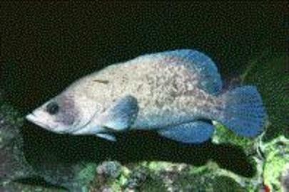 Greater Soapfish