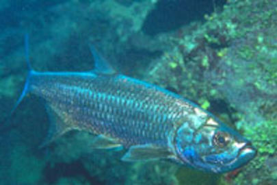 Tarpon