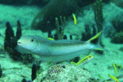 Sand Tilefish