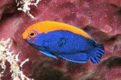 Flameback Angelfish