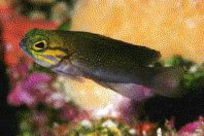 Yellowcheek Basslet