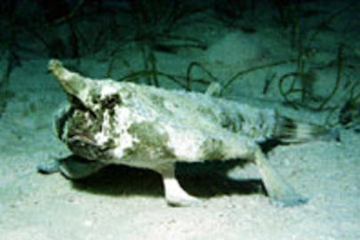 Shortnose Batfish