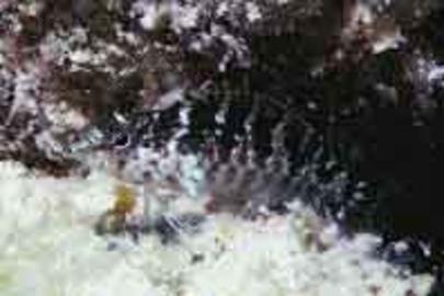 Barfin Blenny