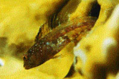 Darkheaded Blenny spp.