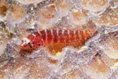 Dwarf Blenny